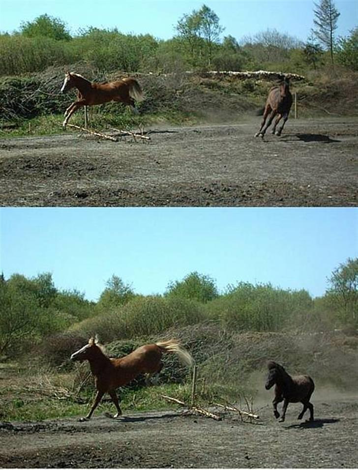 Sportsaraber (A) Glorija *Futte* - Leg på folden :) billede 11