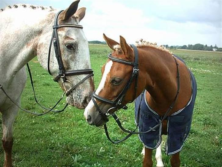 Sportsaraber (A) Glorija *Futte* - Glorija og hendes gode ven Tempo (Kristina M hest) billede 12