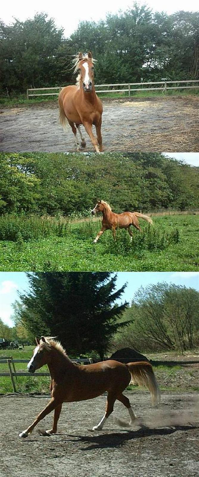 Sportsaraber (A) Glorija *Futte* - En frisk løbetur er altid godt billede 13