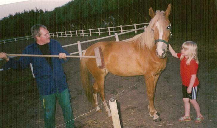 Sportsaraber (A) Glorija *Futte* - Glorija da hun ca var 2 år billede 15