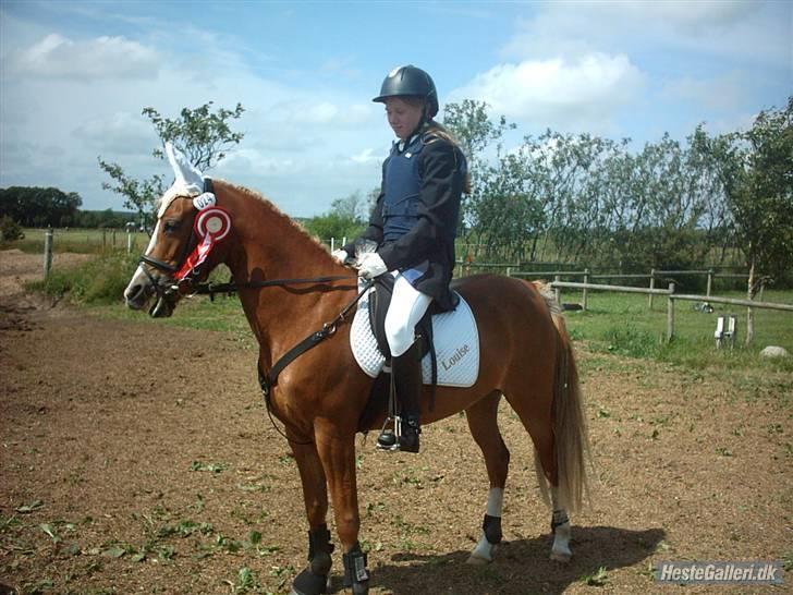 Sportsaraber (A) Glorija *Futte* - Efter første LB spring i Brønderslev billede 16