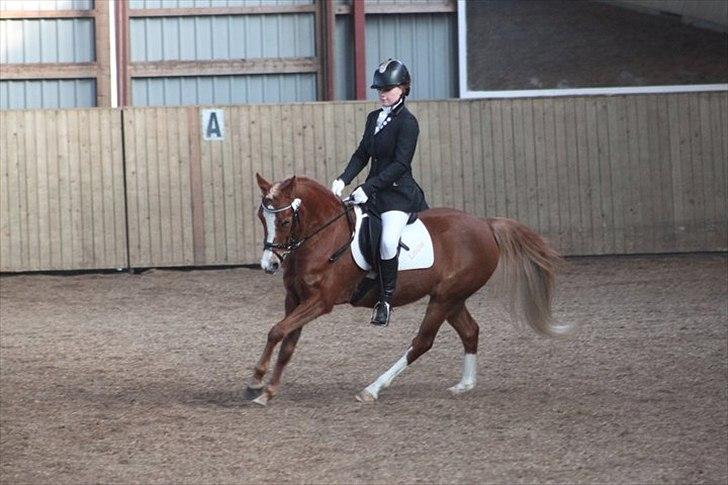 Sportsaraber (A) Glorija *Futte* - LB1 i Brønderslev billede 17