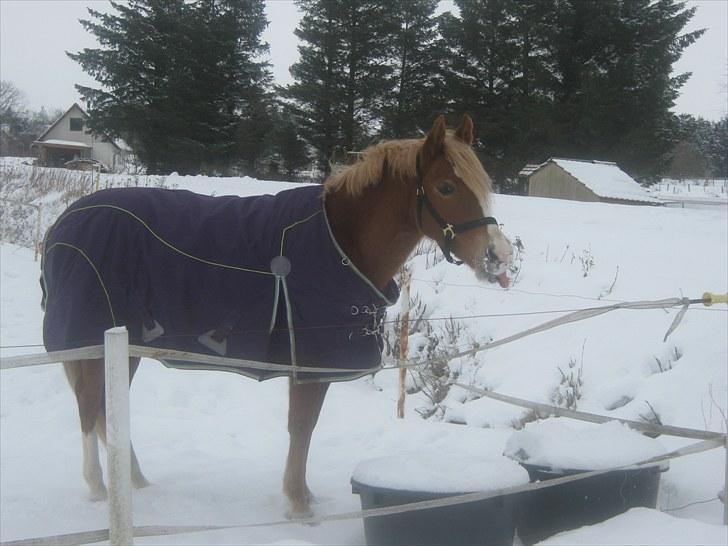 Sportsaraber (A) Glorija *Futte* - Glorija 01/02 2010 billede 18