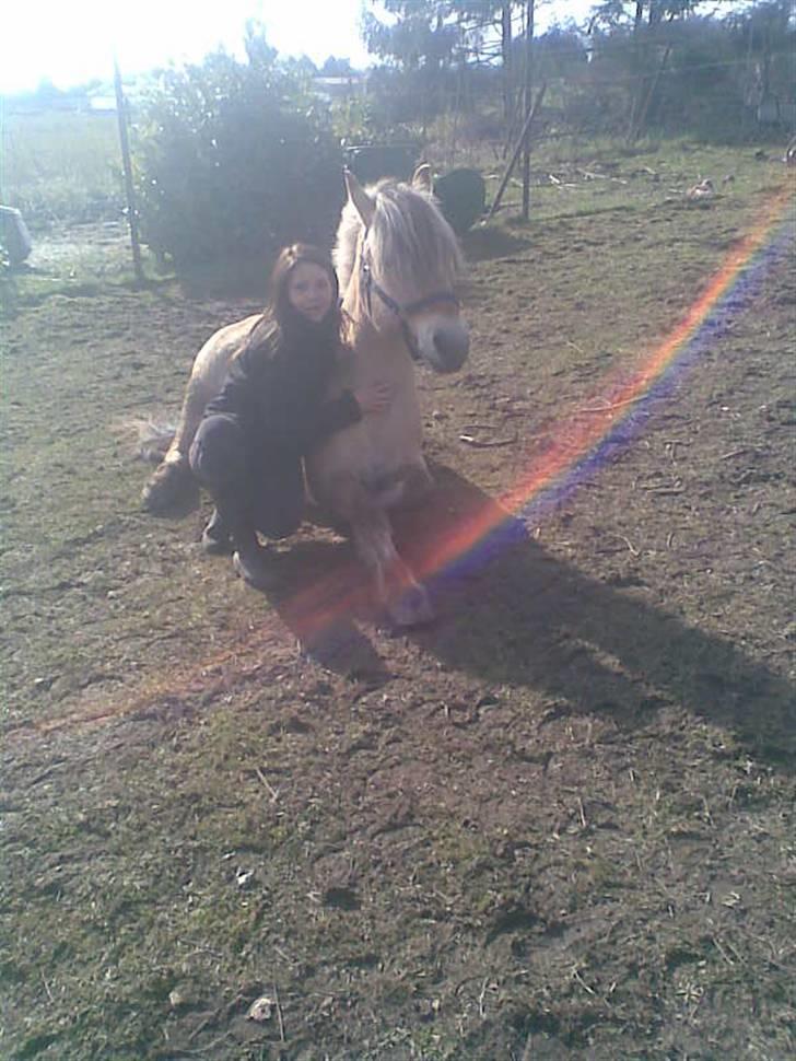 Fjordhest Snip - Vi ligger li og nusser lidt i den dejlige varme. billede 2