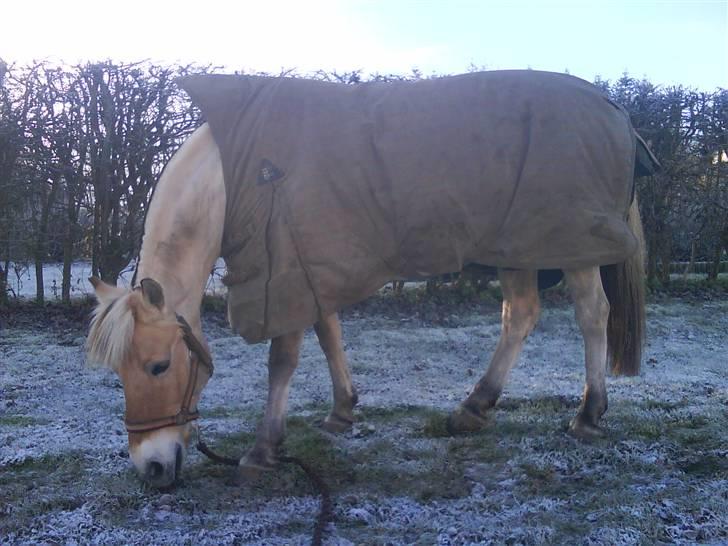 Fjordhest   A Donna<3   SOLGT :'(  - ¤14¤ På vej på fold en frostklar morgen billede 14