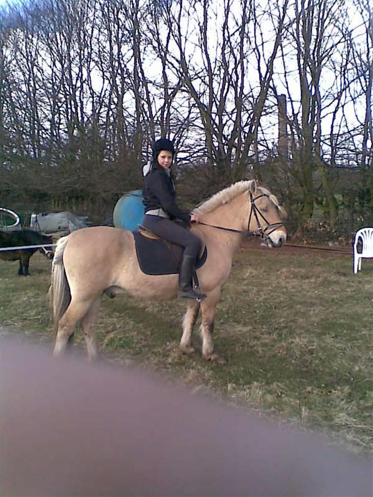 Fjordhest Snip - Vores første ridetur på marken. billede 3