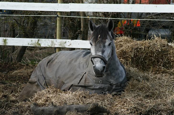 Lipizzaner Louis Vuitton (solgt) billede 12