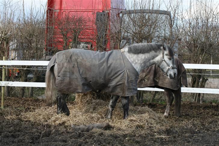 Lipizzaner Louis Vuitton (solgt) billede 13