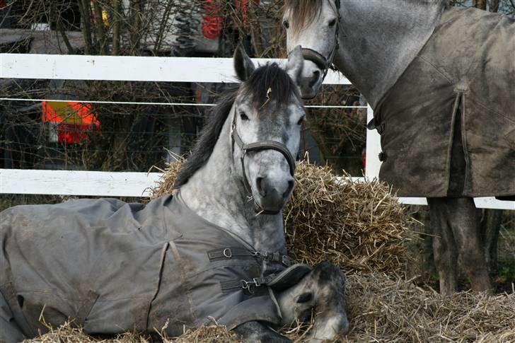 Lipizzaner Louis Vuitton (solgt) billede 14