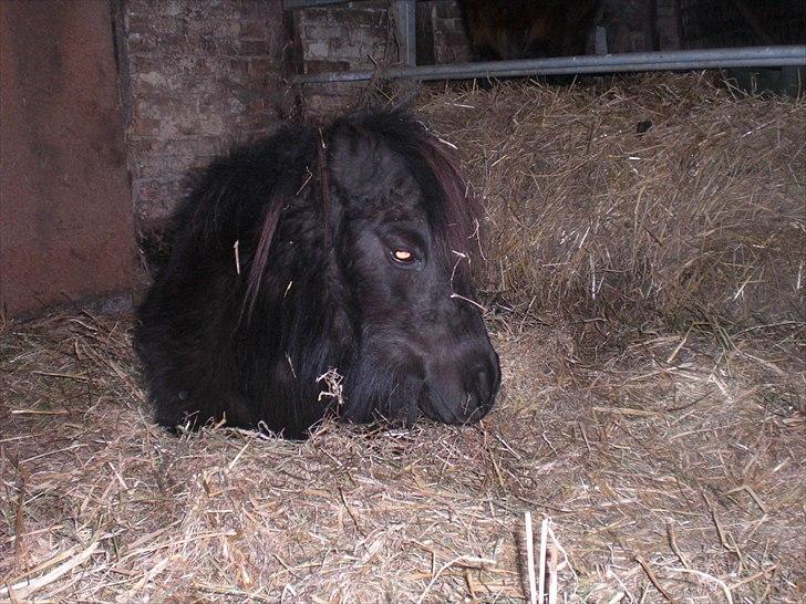 Shetlænder Skovvangens Mischa - Hej og velkommen til MIscha´s profil. Jeg vil gerne lige gøre jer opmærksom på at det er hesten man bedømmer, ikke billedekvaliteten!! Nyd billederne og min smukke hest.:) billede 2
