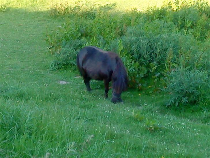 Shetlænder Skovvangens Mischa - Mischa på folden billede 3