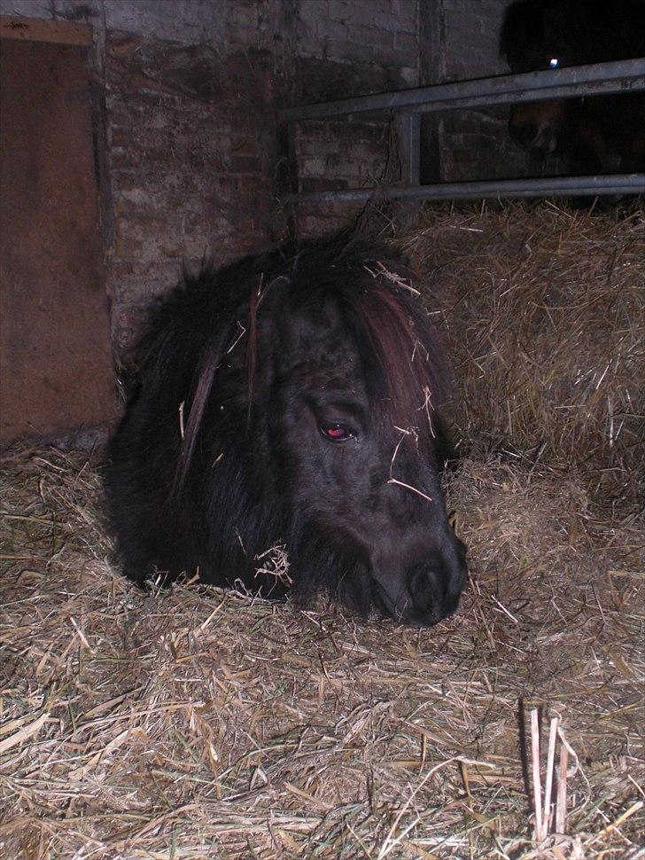 Shetlænder Skovvangens Mischa - Mischa på folden<3 billede 4