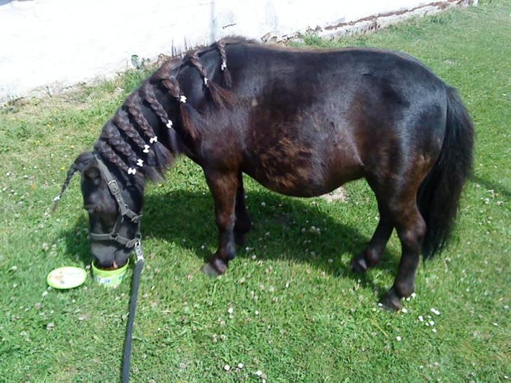 Shetlænder Skovvangens Mischa - Mischa  billede 6