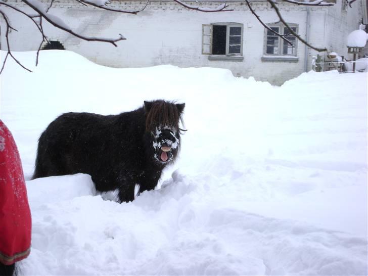 Shetlænder Skovvangens Mischa - Mischa på folden  billede 7