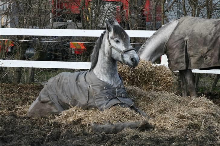 Lipizzaner Louis Vuitton (solgt) billede 15