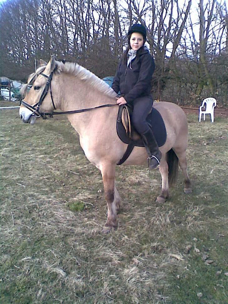 Fjordhest Snip - Vores første ridetur på marken. billede 4