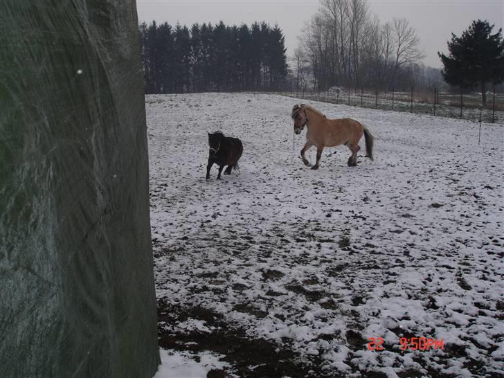 Fjordhest Snip - En af de eneste dage hvor der var sne.. SYNTES BARE AT HAN TRAVER MEGA FLOT SÅ KIG IKK PÅ DEN FRIMME PLASTIK MEN PÅ HAM. billede 5