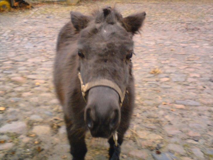 Shetlænder Skovvangens Mischa - Mischa på vores lille fold. billede 8