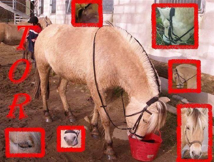 Fjordhest Tor - Har lavet et billed med Tor ;b Det var det første jeg har lavet, så det er måske lidt kikset, men jeg laver billeder til andre, så bare spørg, hvis du vil have jeg skal lave et :b billede 11