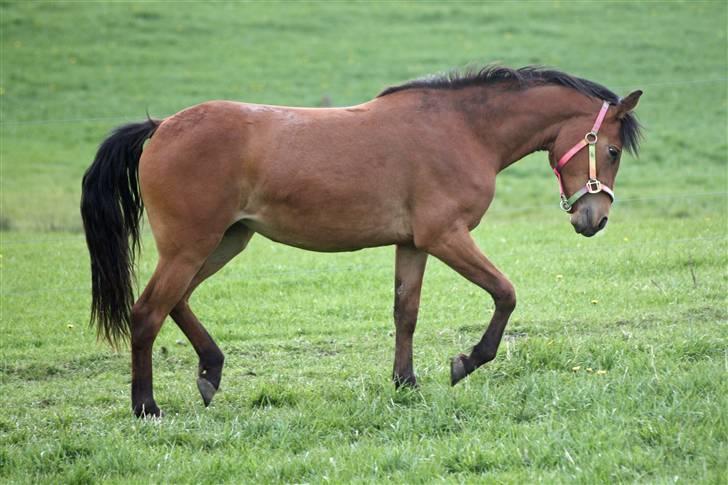 Anden særlig race helleruphus celeste - celeste ca. 6måneder gammel. billede 1