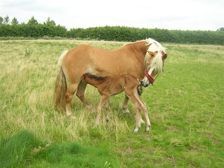 Anden særlig race helleruphus celeste - celeste 1 dag gammel billede 2
