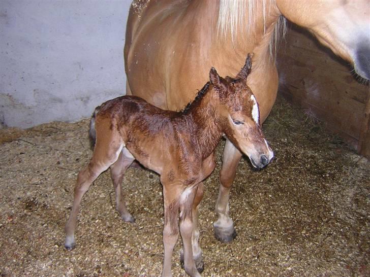 Anden særlig race helleruphus celeste - celeste nyfødt billede 3