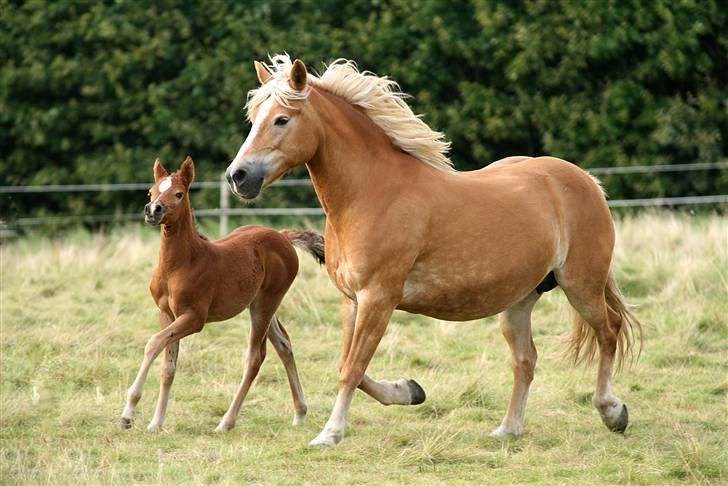 Anden særlig race helleruphus celeste - celeste ca. 6 uger gammel billede 4