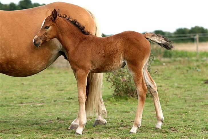 Anden særlig race helleruphus celeste - celeste ca. 6 uger gammel billede 5
