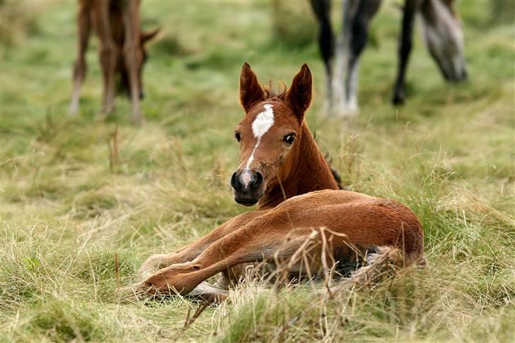 Anden særlig race helleruphus celeste - celeste ca. 6 uger gammel billede 6