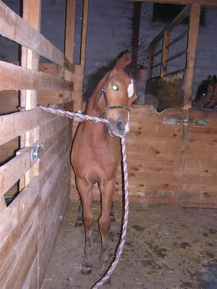 Anden særlig race helleruphus celeste - øv tænk sig at de virkelig binder mig ;-) billede 7