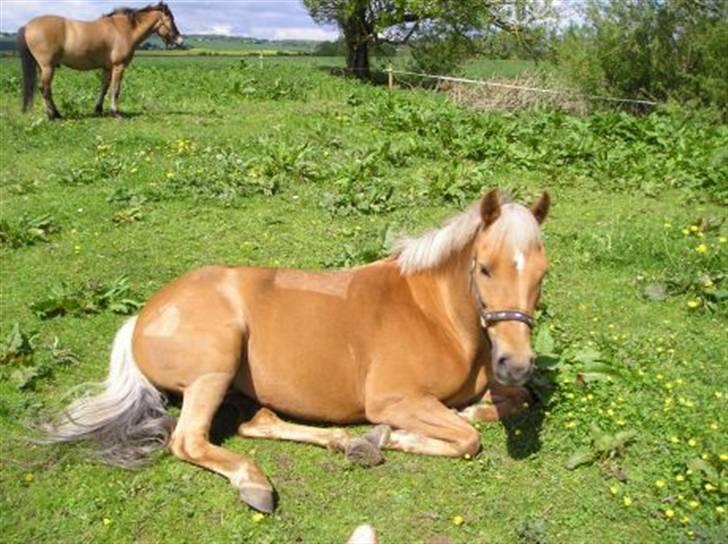 Palomino  | Golden Beauty - ferie, ferie, ferie slap nu af, du har ferie, syng en glad melodi. billede 1