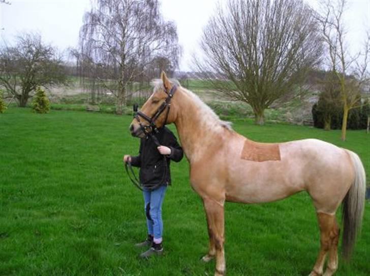 Palomino  | Golden Beauty billede 2