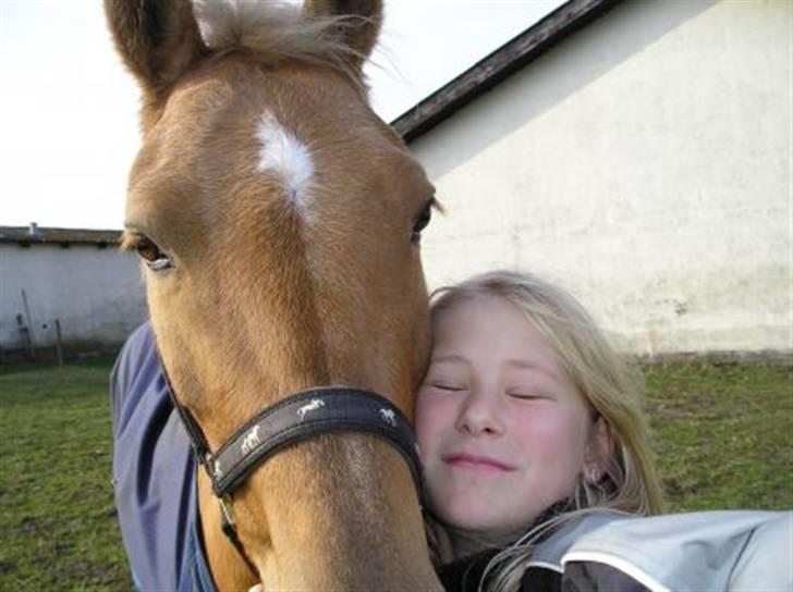Palomino  | Golden Beauty - sig appelsin. billede 3