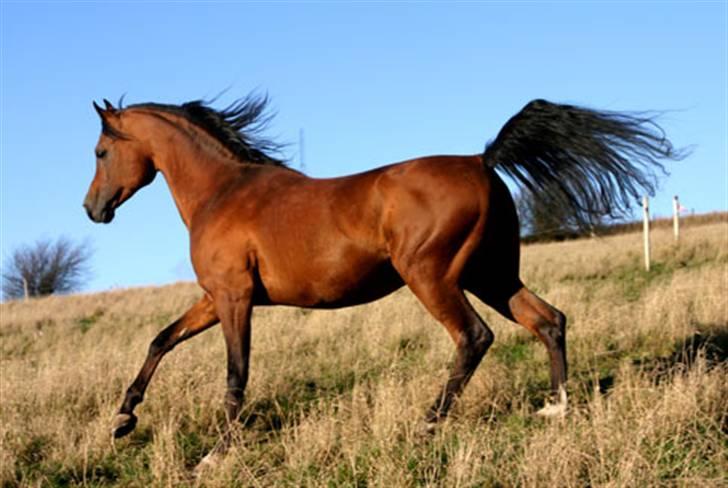 Anden særlig race helleruphus celeste - mb karatt celestes far billede 8