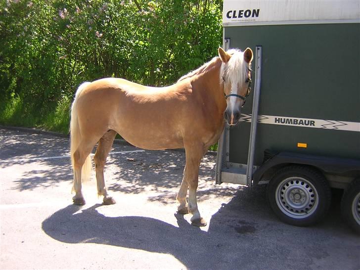 Anden særlig race helleruphus celeste - hermeline celestes mor billede 9