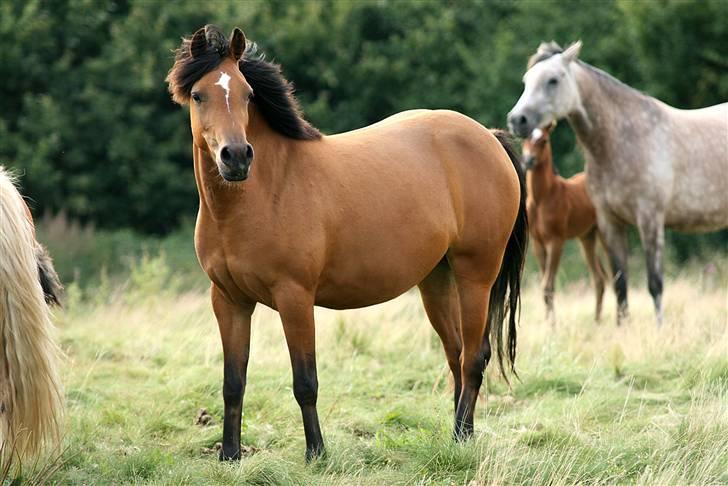 Anden særlig race helleruphus celeste - troja, halv søster til celeste (har samme mor) billede 10