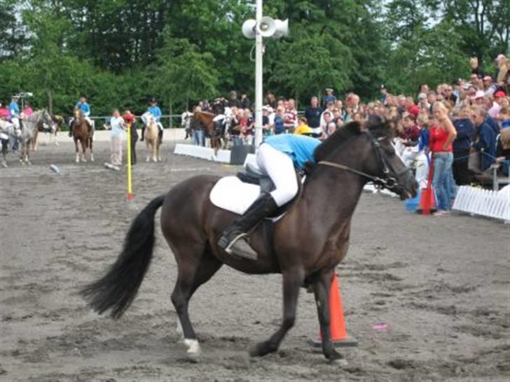 Anden særlig race  | Sussi Broholm - landsfinaler i ponygams. billede 10