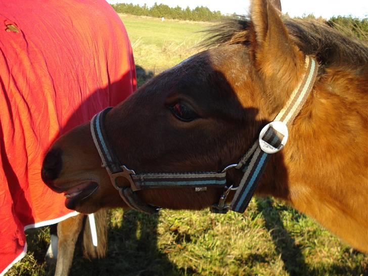 Anden særlig race Nigel *Solgt* billede 1