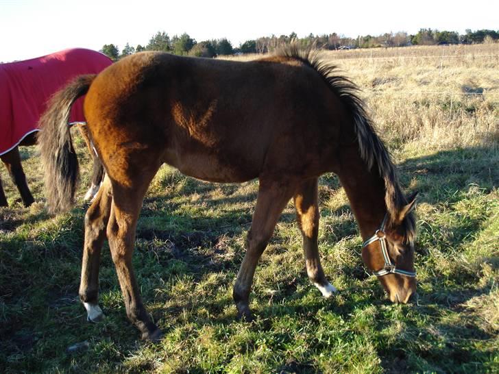 Anden særlig race Nigel *Solgt* billede 2