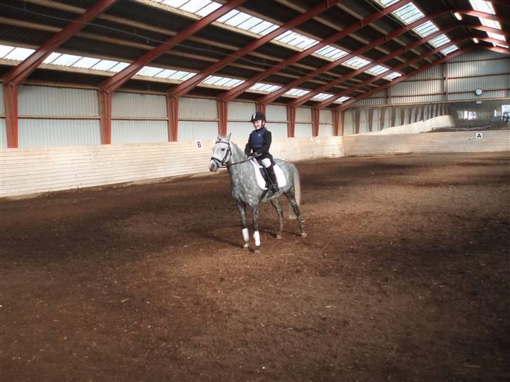 Welsh Pony af Cob-type (sec C) Springsteen - Så skal vi hilse:o) billede 8