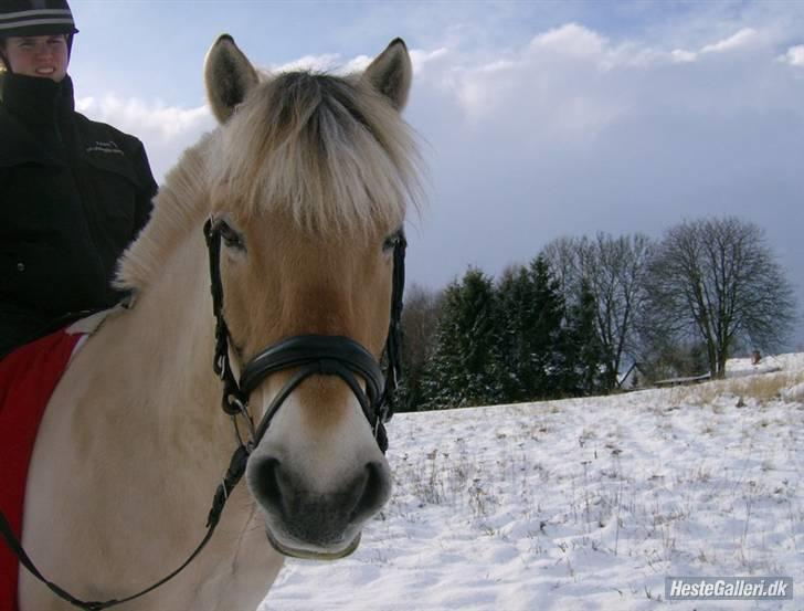 Fjordhest Per - Smukke hest (: billede 9