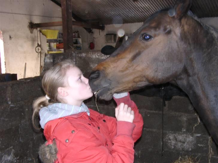 Welsh Cob (sec D) tai ticcazini musen!<3 - (: nuurh, hvor er min pony dog kær<3 billede 12