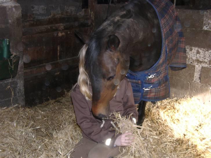 Welsh Cob (sec D) tai ticcazini musen!<3 - Foto ; Pernille Serup .  mig ohg taai ? :i billede 13