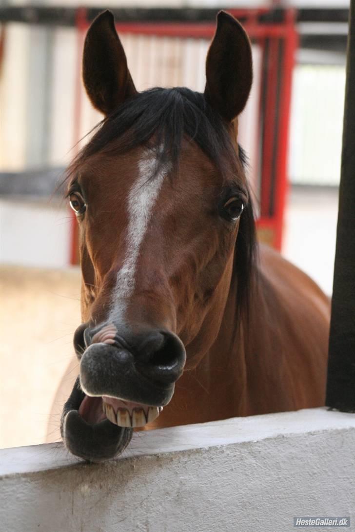 Anden særlig race Yazmin - gab gab, jeg bliver træt af bare at stå og kigge.hehe billede 14