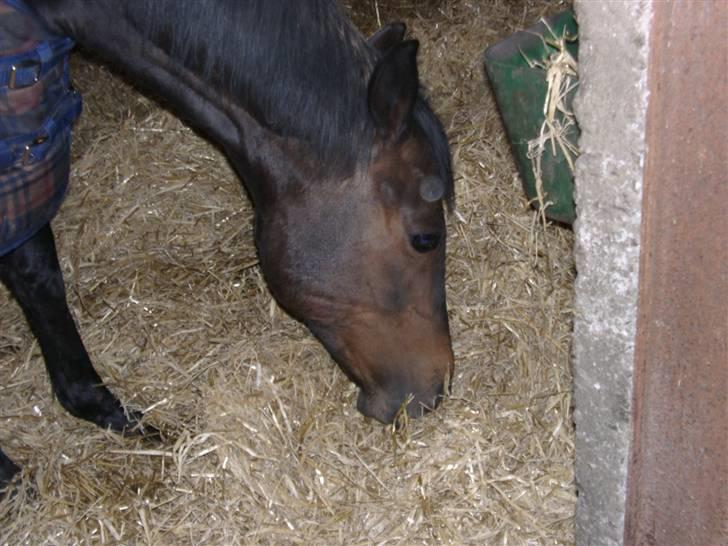 Welsh Cob (sec D) tai ticcazini musen!<3 - Foto ; Mig (; billede 14