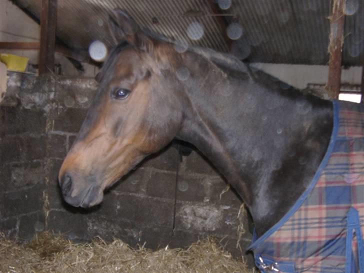 Welsh Cob (sec D) tai ticcazini musen!<3 - Foto ; Mig.. billede 15