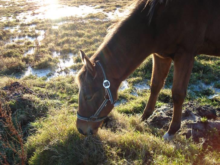 Anden særlig race Nigel *Solgt* billede 3