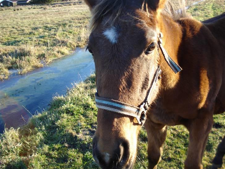 Anden særlig race Nigel *Solgt* billede 4