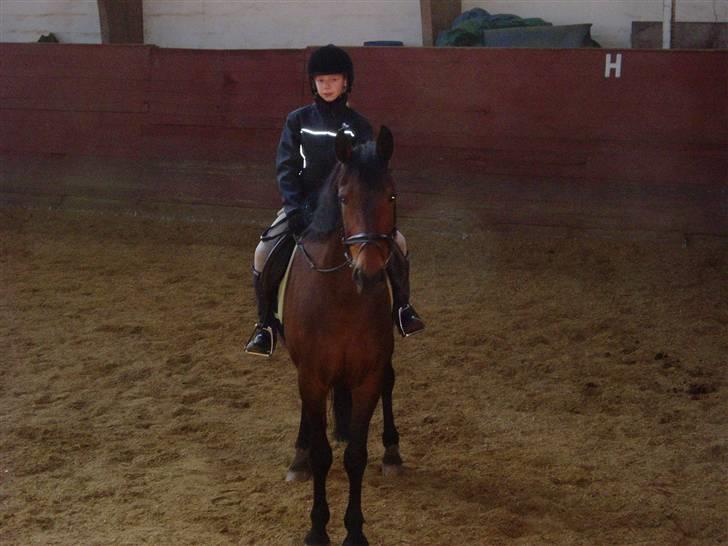 Anden særlig race Tøsen {Elev hest}(Simone) - Da vi skulle til at skridte for :) billede 13