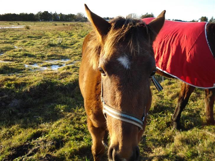 Anden særlig race Nigel *Solgt* billede 5